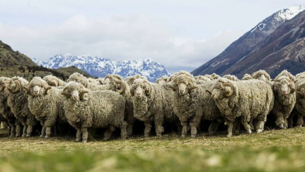 Merino Wool sheep